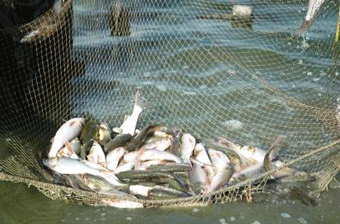 مراسم تودیع و معارفه مدیر کل شیلات گلستان فردا برگزار می شود