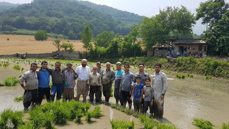 گلستان ما - کشت شالی در مزارع روستای بالاجاده+ تصاویر