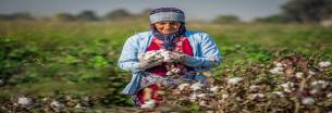گلستان ما - طلای سفید دوباره در گلستان می‌شکفد