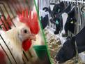 گلستان ما - حفظ تولید سنگ بنای استقرار امنیت غذایی