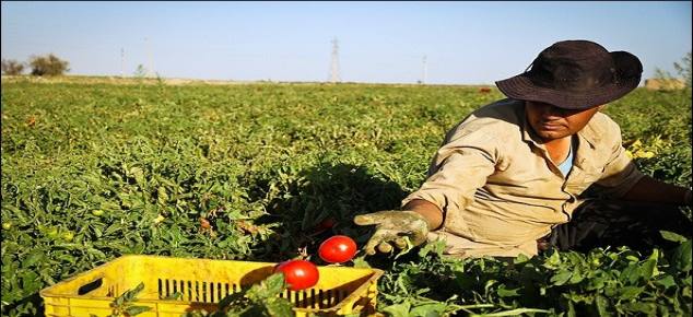 گلستان ما - زور یارانه دولتی به گرانی کود اوره نرسید