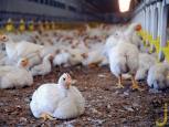 گلستان ما - دست لرزان مرغداران برای جوجه‌ریزی/ کاهش ۳۰ درصدی تولید جوجه یک روزه