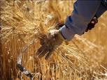گلستان ما - کشاورزان گلستان ۷۵۰۰ میلیارد تومان گندم تحویل مراکز دولتی دادند/ مطالبات گندمکاران تا هفته آینده تسویه می‌شود