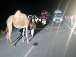 گلستان ما - حکایت پایان‌ناپذیر تصادف با شتر در جاده‌های گنبدکاووس