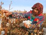 گلستان ما - دانش در خدمت احیای طلای سفید گلستان