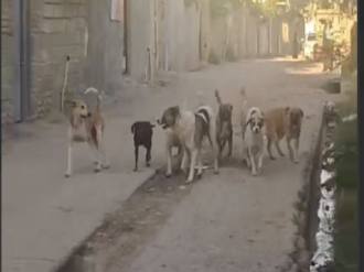 گلستان ما - جولان سگ‌های ولگرد در صادق‌آباد